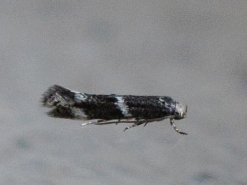 Elachista stabilella